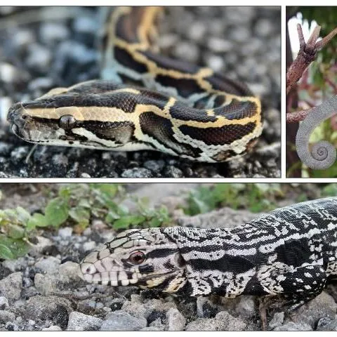 thumbnail for publication: Necropsies of Reptiles: Recommendations and Techniques for Examining Invasive Species